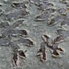 Phaeographis dendritica